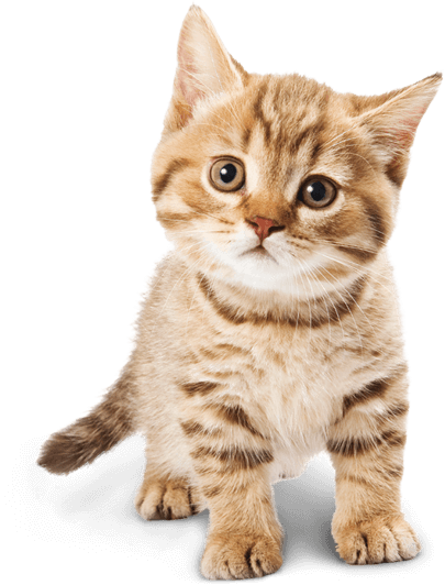 Professional Pet Grooming