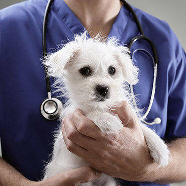 Pet Grooming Services