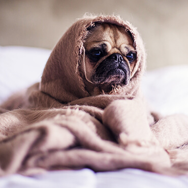 Pet Wellness Care