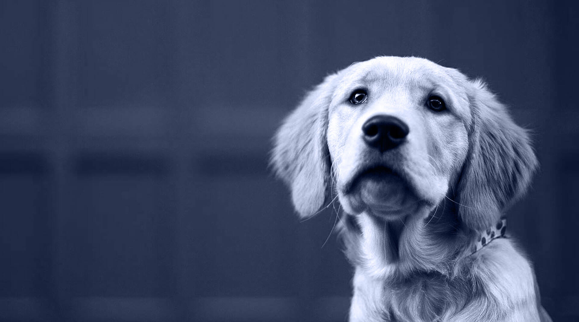 Pet Care